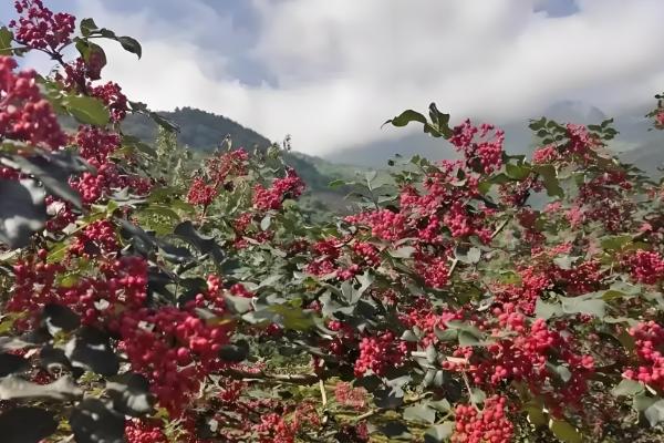 花椒和麻椒有什么区别,颜色、口味等方面都不同