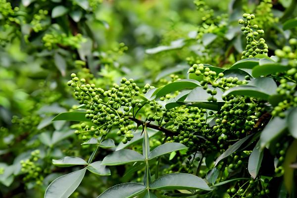 花椒和麻椒有什么区别,颜色、口味等方面都不同