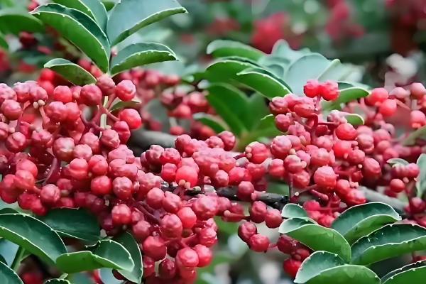 花椒和麻椒有什么区别,颜色、口味等方面都不同