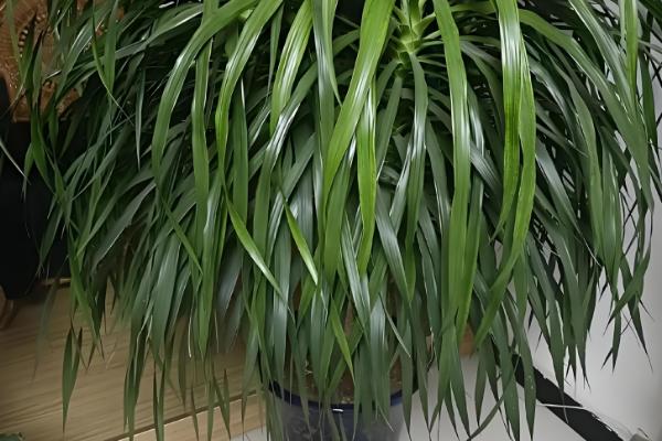 龙须树为何叶子发黄，受到暴晒时会发黄枯萎