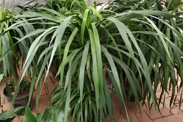 龙须树为何叶子发黄，受到暴晒时会发黄枯萎