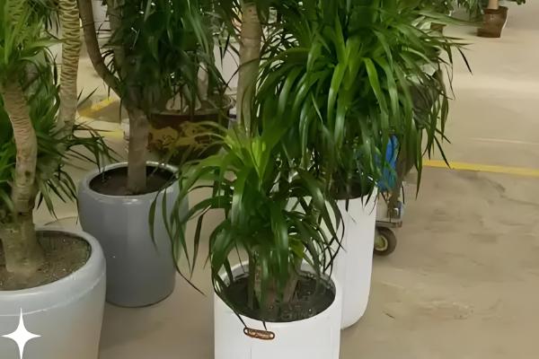 龙须树为何叶子发黄，受到暴晒时会发黄枯萎