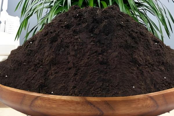 龙须树为何叶子发黄，受到暴晒时会发黄枯萎