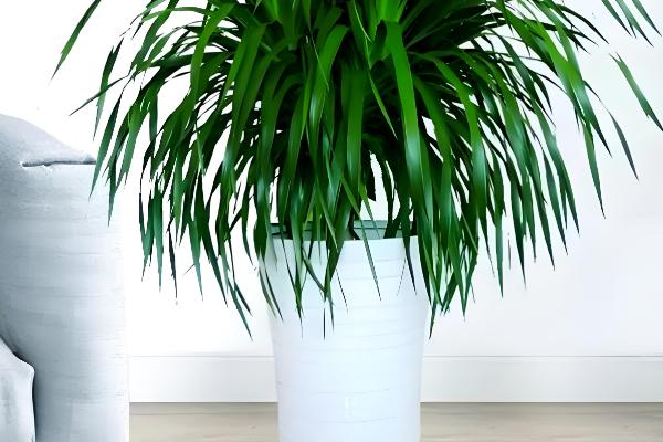 龙须树为何叶子发黄，受到暴晒时会发黄枯萎