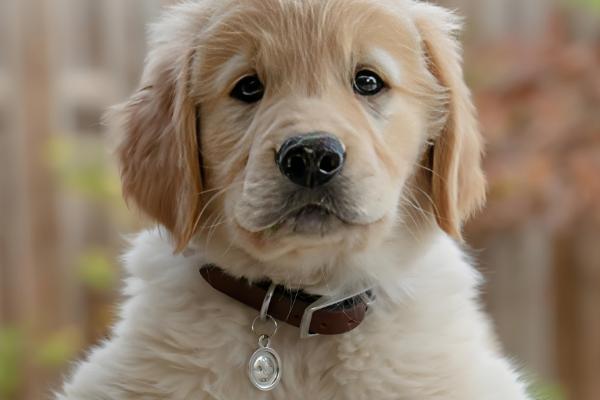 狗狗吐黄水的原因，可能是肠胃炎所致