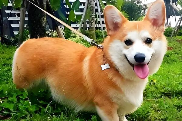 狗狗吐黄水的原因，可能是肠胃炎所致