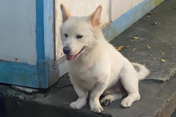 狗狗吐黄水的原因，可能是肠胃炎所致