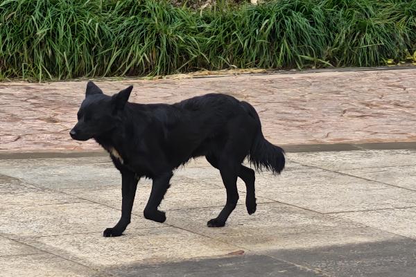 狗狗吐黄水的原因，可能是肠胃炎所致