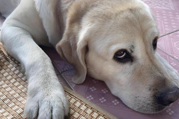 狗狗吐黄水的原因，可能是肠胃炎所致