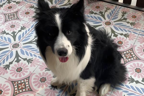 狗狗吐黄水的原因，可能是肠胃炎所致