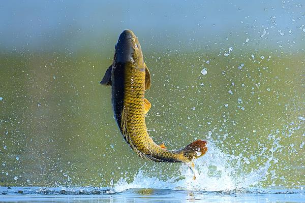 鱼跳出水面代表什么，可能是水中缺氧、产生应激等原因所致