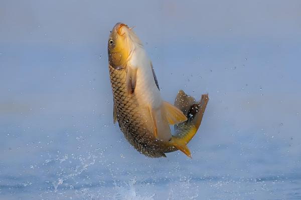 鱼跳出水面代表什么，可能是水中缺氧、产生应激等原因所致