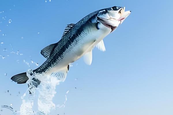 鱼跳出水面代表什么，可能是水中缺氧、产生应激等原因所致