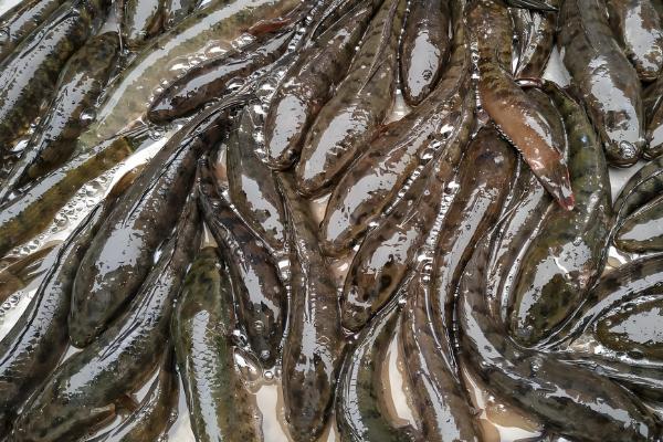 鱼跳出水面代表什么，可能是水中缺氧、产生应激等原因所致