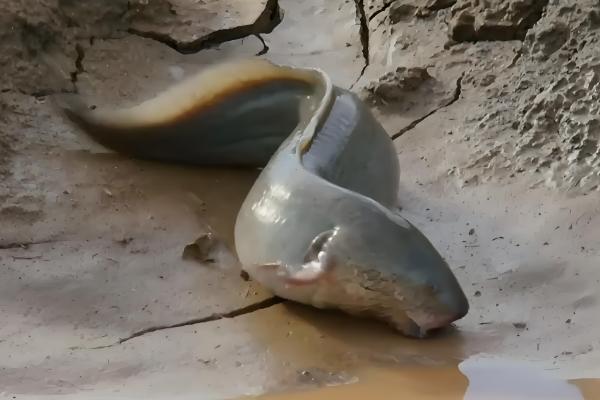 鱼跳出水面代表什么，可能是水中缺氧、产生应激等原因所致