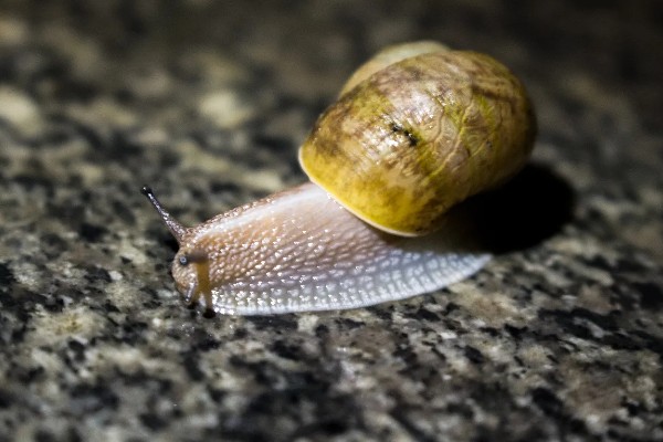 蜗牛的身体长度，大部分只有2-3厘米