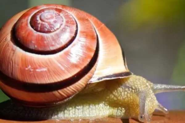蜗牛的身体长度，大部分只有2-3厘米