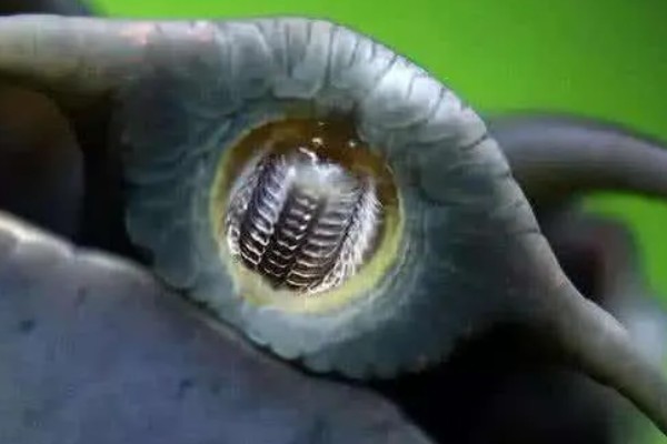 蜗牛的身体长度，大部分只有2-3厘米