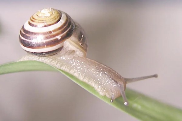 蜗牛的身体长度，大部分只有2-3厘米