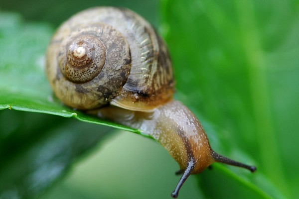 蜗牛的身体长度，大部分只有2-3厘米