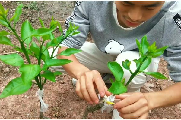 柑橘的嫁接技术,可采用芽接法、切接法、腹接法等