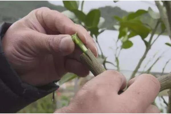 柑橘的嫁接技术,可采用芽接法、切接法、腹接法等