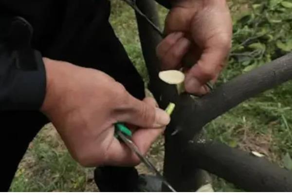 柑橘的嫁接技术,可采用芽接法、切接法、腹接法等