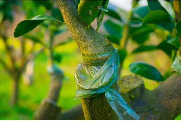 柑橘的嫁接技术,可采用芽接法、切接法、腹接法等