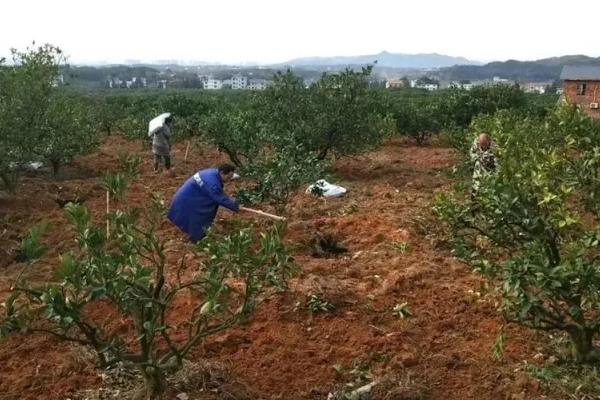 柑橘的嫁接技术,可采用芽接法、切接法、腹接法等