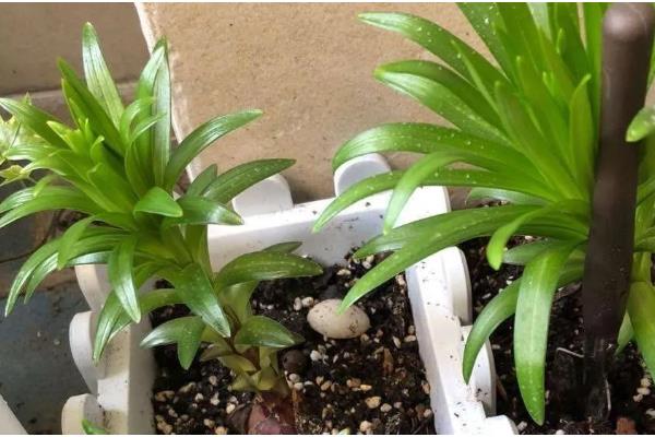 盆栽百合花的施肥方法，前期主施氮肥后期多补充磷钾肥