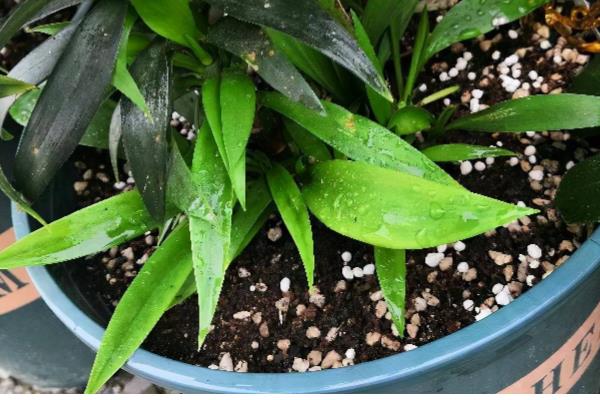 盆栽百合花的施肥方法，前期主施氮肥后期多补充磷钾肥