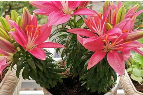 盆栽百合花的施肥方法，前期主施氮肥后期多补充磷钾肥