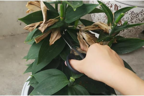 盆栽百合花的施肥方法，前期主施氮肥后期多补充磷钾肥