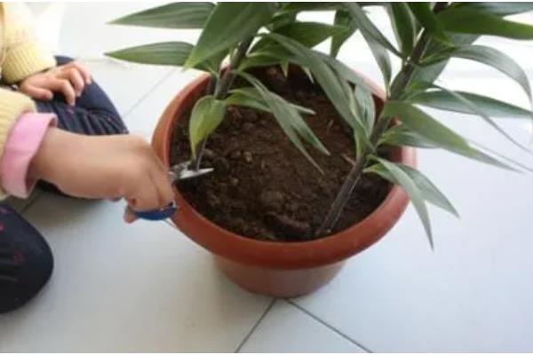 盆栽百合花的施肥方法，前期主施氮肥后期多补充磷钾肥