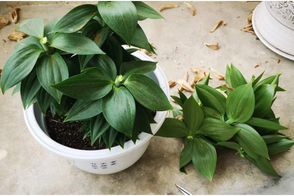 盆栽百合花的施肥方法，前期主施氮肥后期多补充磷钾肥