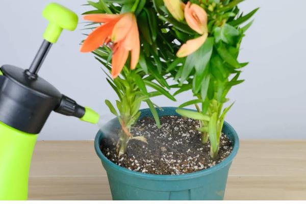 盆栽百合花的施肥方法，前期主施氮肥后期多补充磷钾肥