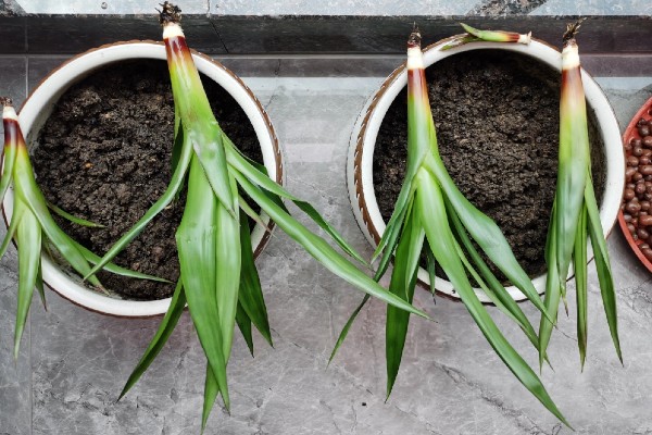 鸿运当头春天会发芽吗，春天是可以发芽的