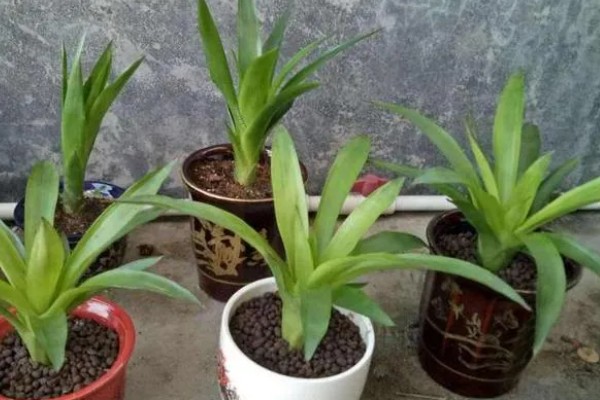 鸿运当头春天会发芽吗，春天是可以发芽的