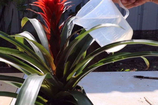 鸿运当头春天会发芽吗，春天是可以发芽的