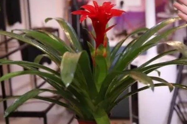 鸿运当头春天会发芽吗，春天是可以发芽的