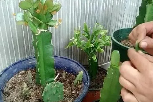 万能砧木是哪种树,是三棱箭