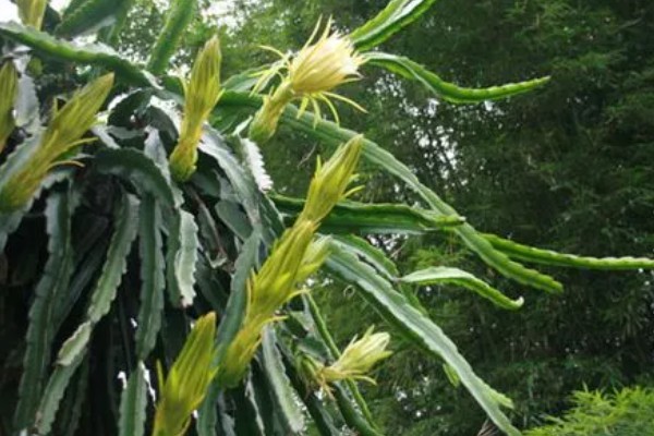 万能砧木是哪种树,是三棱箭