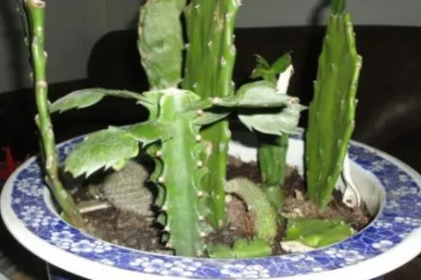 万能砧木是哪种树,是三棱箭