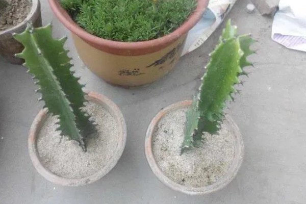 万能砧木是哪种树,是三棱箭