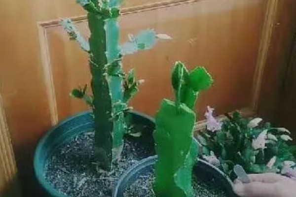 万能砧木是哪种树,是三棱箭