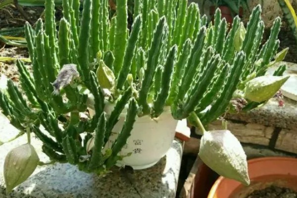 万能砧木是哪种树,是三棱箭