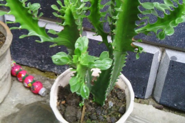 万能砧木是哪种树,是三棱箭