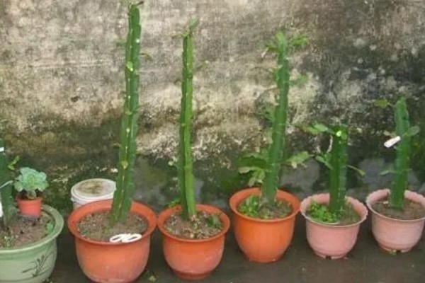 万能砧木是哪种树,是三棱箭