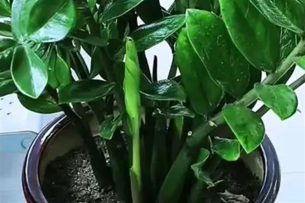 如何让金钱树爆芽,需要合理的施加水肥