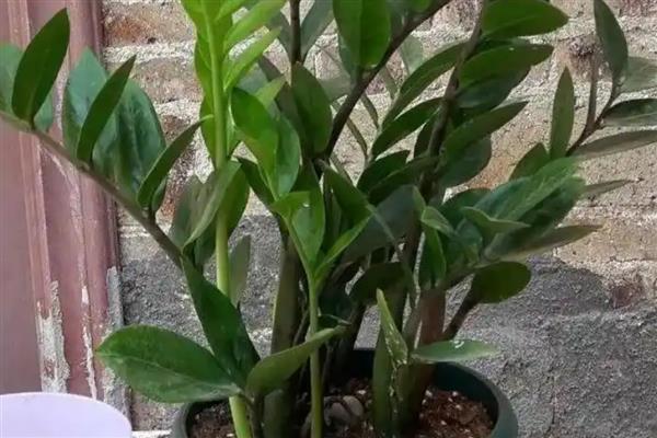 如何让金钱树爆芽,需要合理的施加水肥